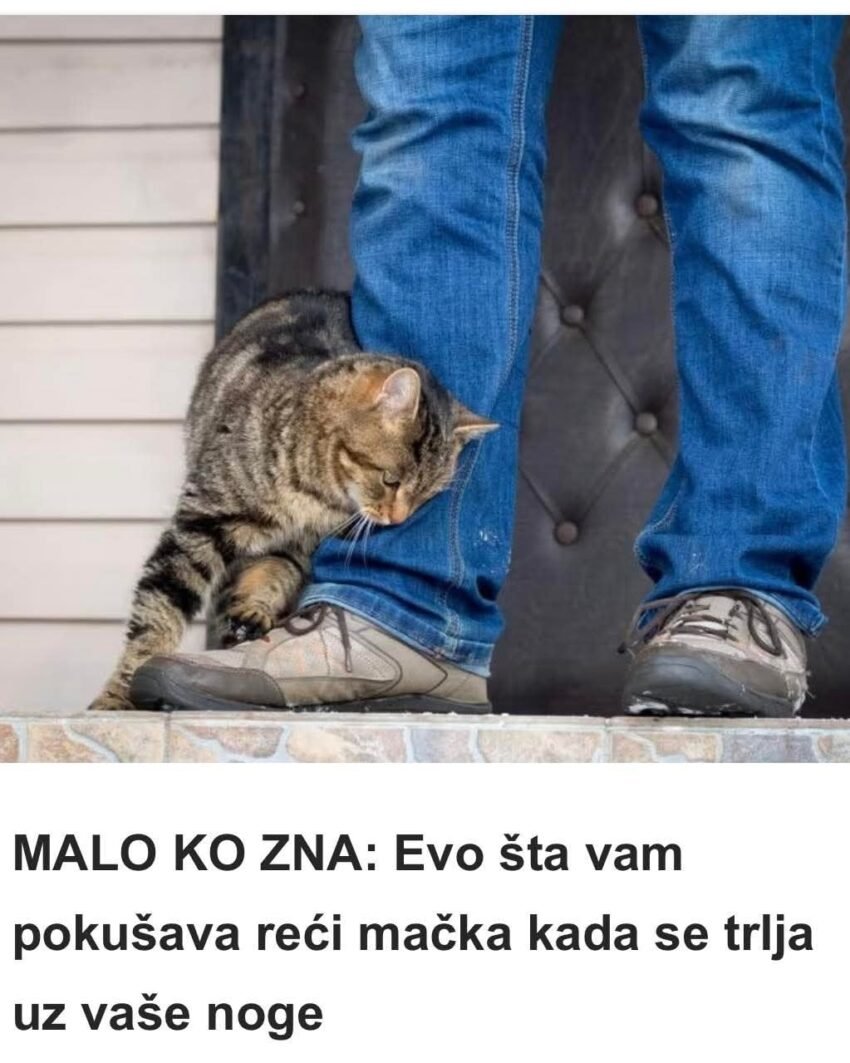 da-li-vam-se-macka-trlja-uz-noge?-evo-sta-vam-zapravo-pokusava-reci