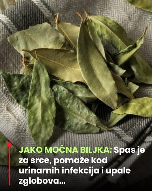 jako-mocna-biljka:-spas-je-za-srce,-pomaze-kod-urinarnih-infekcija-i-upale-zglobova…