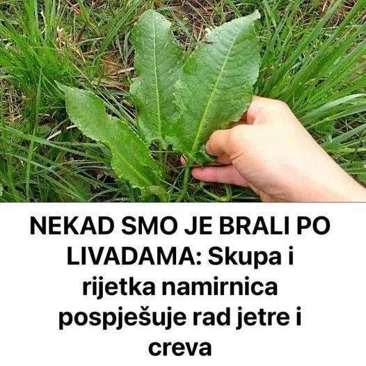 obnavlja-organizam-iznutra-–-zaboravljena-biljka-koja-podrzava-jetru-i-crijeva