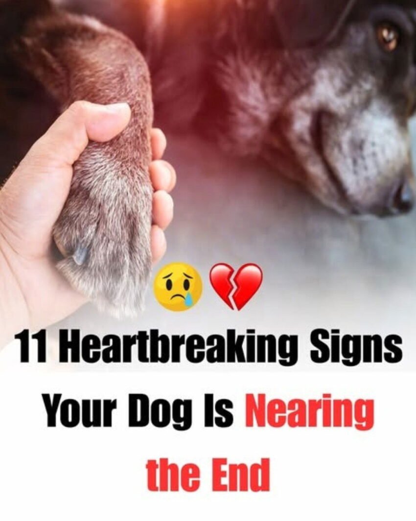 heartbreaking-signs-that-your-dog-is-about-to-die